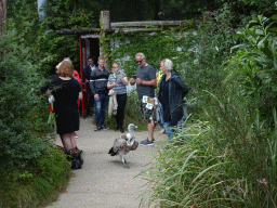 Griffon Vulture inbetween people in the Snavelrijk aviary at the DierenPark Amersfoort zoo