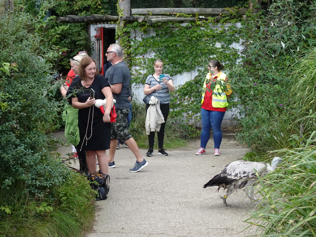 Griffon Vulture inbetween people in the Snavelrijk aviary at the DierenPark Amersfoort zoo