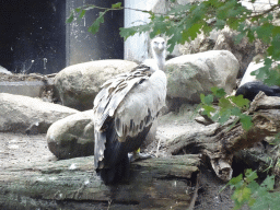 Griffon Vulture in the Snavelrijk aviary at the DierenPark Amersfoort zoo