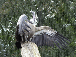 Griffon Vulture in the Snavelrijk aviary at the DierenPark Amersfoort zoo
