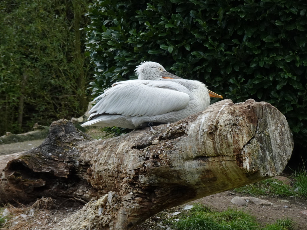 Pelican in the Snavelrijk aviary at the DierenPark Amersfoort zoo