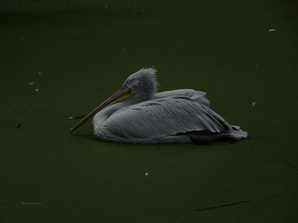 Pelican in the Snavelrijk aviary at the DierenPark Amersfoort zoo