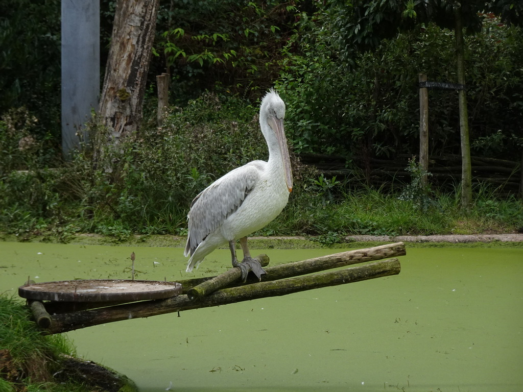 Pelican in the Snavelrijk aviary at the DierenPark Amersfoort zoo