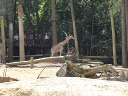Giraffe and East African Oryxes at the DierenPark Amersfoort zoo, viewed from the Snavelrijk aviary