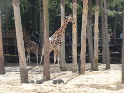 Giraffes and Helmeted Guineafowls at the DierenPark Amersfoort zoo, viewed from the Snavelrijk aviary