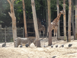 Giraffes, Grévy`s Zebra and Helmeted Guineafowls at the DierenPark Amersfoort zoo, viewed from the Snavelrijk aviary