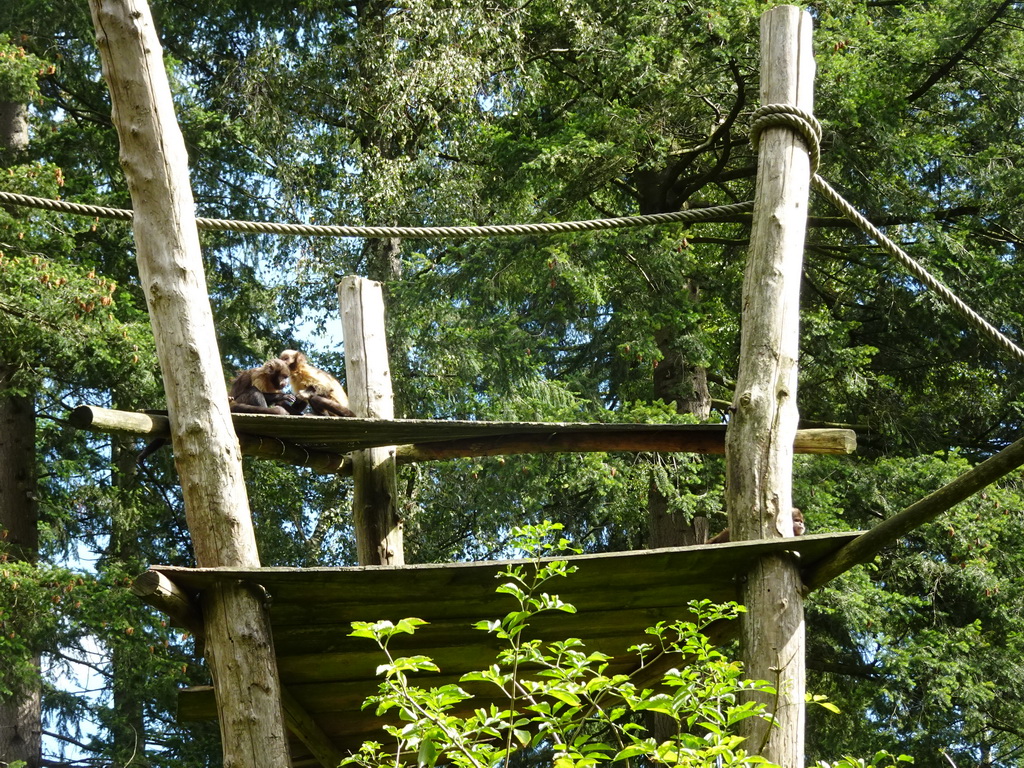 Golden-bellied Capuchins at the DierenPark Amersfoort zoo, viewed from the cycle boat on the Expedition River