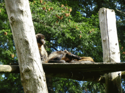 Golden-bellied Capuchins at the DierenPark Amersfoort zoo, viewed from the cycle boat on the Expedition River