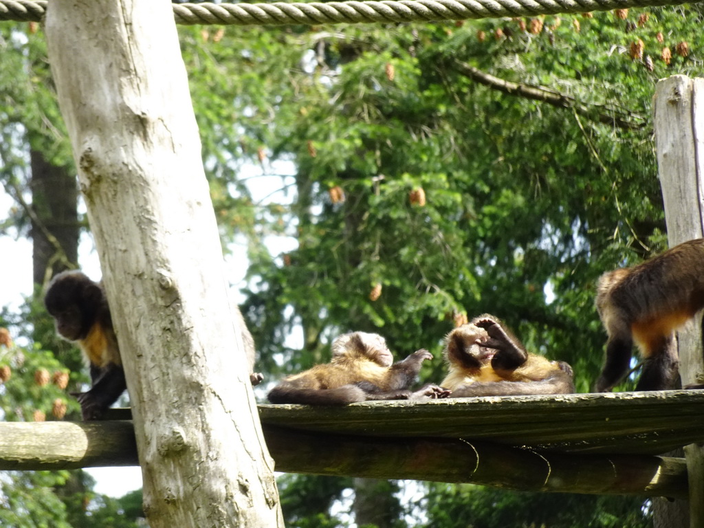 Golden-bellied Capuchins at the DierenPark Amersfoort zoo, viewed from the cycle boat on the Expedition River