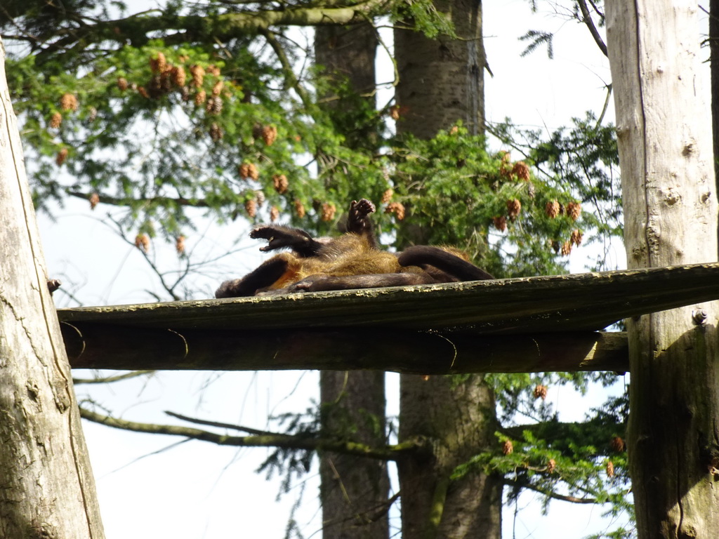 Golden-bellied Capuchins at the DierenPark Amersfoort zoo, viewed from the cycle boat on the Expedition River