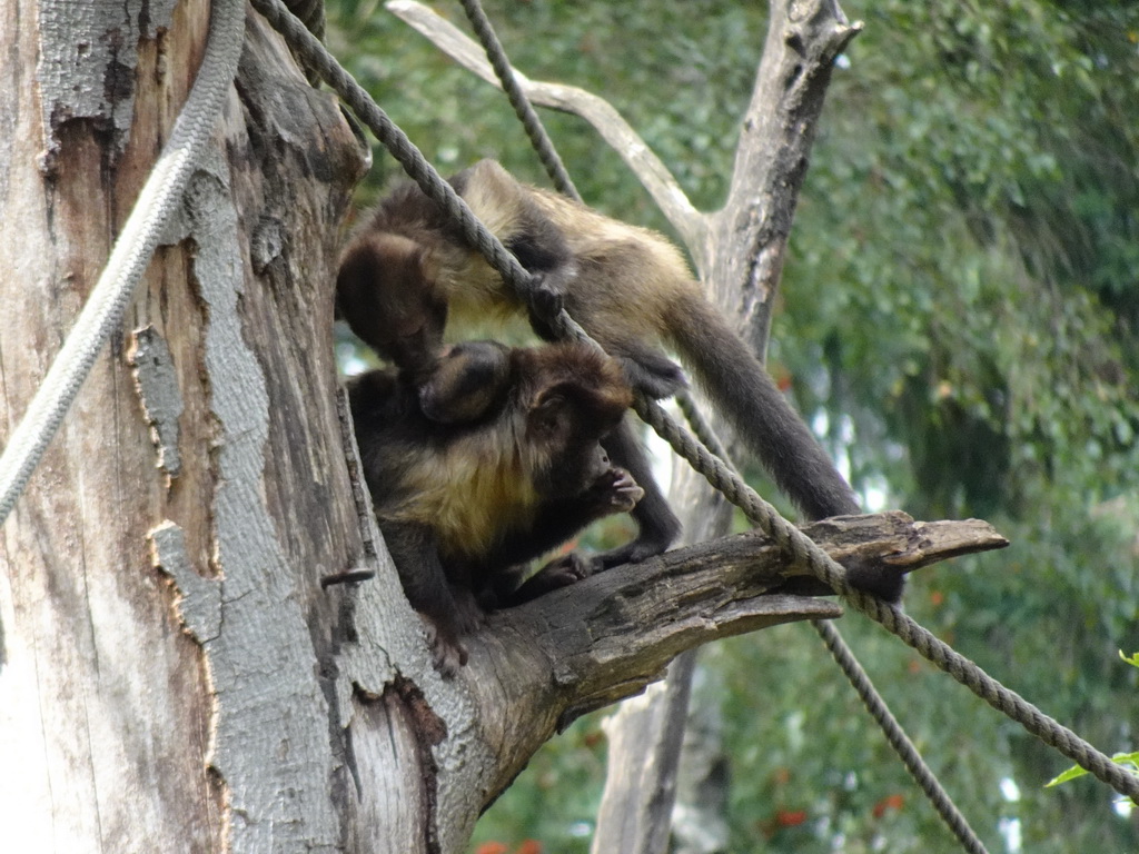 Golden-bellied Capuchins at the DierenPark Amersfoort zoo, viewed from the cycle boat on the Expedition River