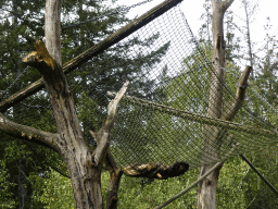 Golden-bellied Capuchins at the DierenPark Amersfoort zoo, viewed from the cycle boat on the Expedition River