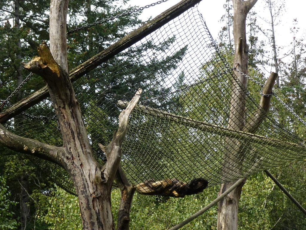 Golden-bellied Capuchins at the DierenPark Amersfoort zoo, viewed from the cycle boat on the Expedition River