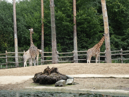 Giraffes at the DierenPark Amersfoort zoo, viewed from the cycle boat on the Expedition River