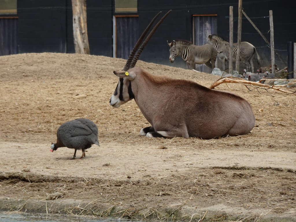 Grévy`s Zebras, an East African Oryx and a Helmeted Guineafowl at the DierenPark Amersfoort zoo, viewed from the cycle boat on the Expedition River