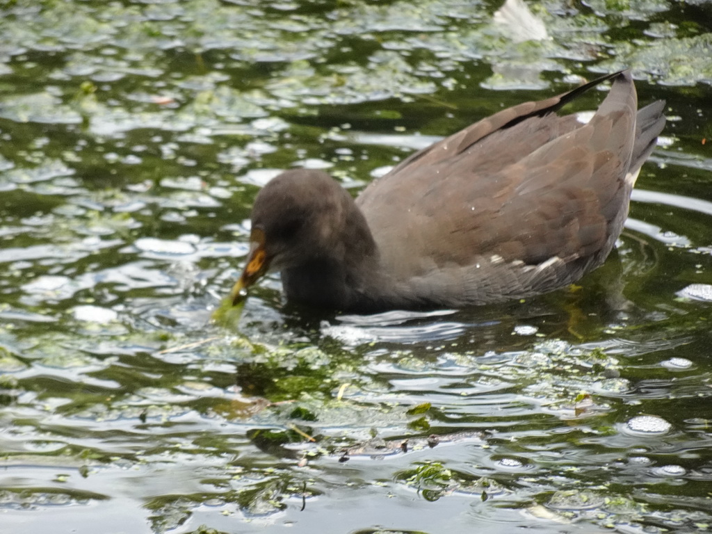 Bird in the water at the Expedition River at the DierenPark Amersfoort zoo, viewed from the cycle boat