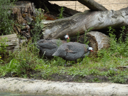 Helmeted Guineafowls at the DierenPark Amersfoort zoo, viewed from the cycle boat on the Expedition River