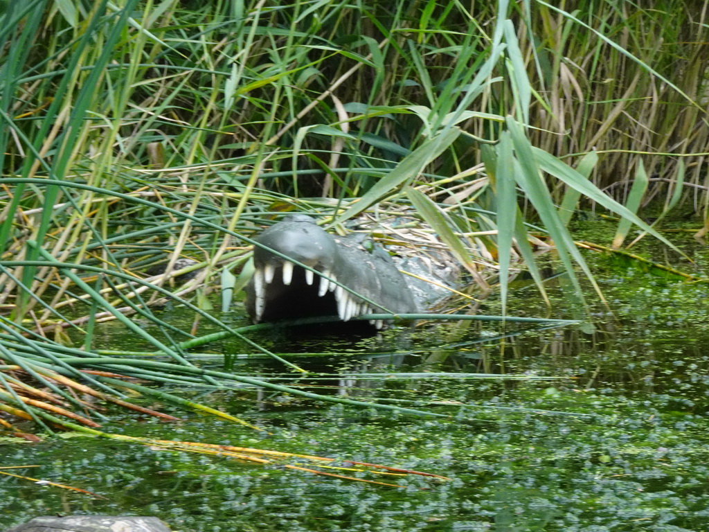 Crocodile statue in the water at the Expedition River at the DierenPark Amersfoort zoo, viewed from the cycle boat