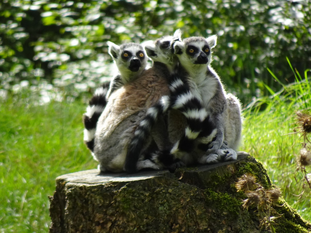 Ring-tailed Lemurs at the DierenPark Amersfoort zoo, viewed from the cycle boat on the Expedition River