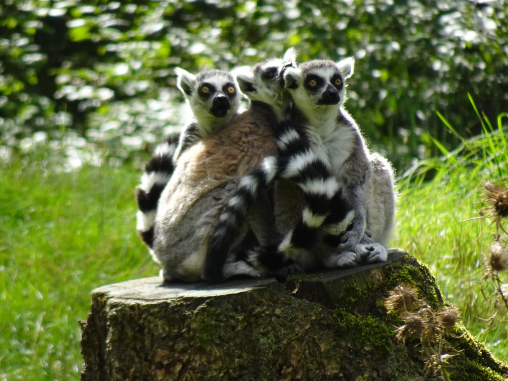 Ring-tailed Lemurs at the DierenPark Amersfoort zoo, viewed from the cycle boat on the Expedition River