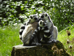Ring-tailed Lemurs at the DierenPark Amersfoort zoo, viewed from the cycle boat on the Expedition River