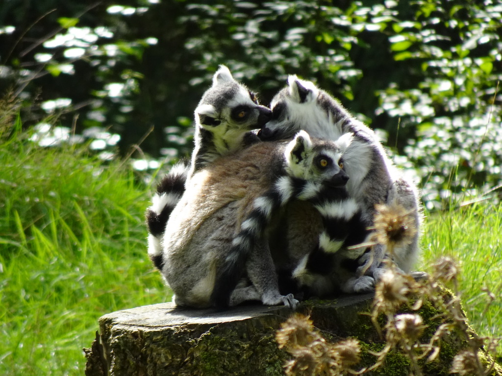 Ring-tailed Lemurs at the DierenPark Amersfoort zoo, viewed from the cycle boat on the Expedition River