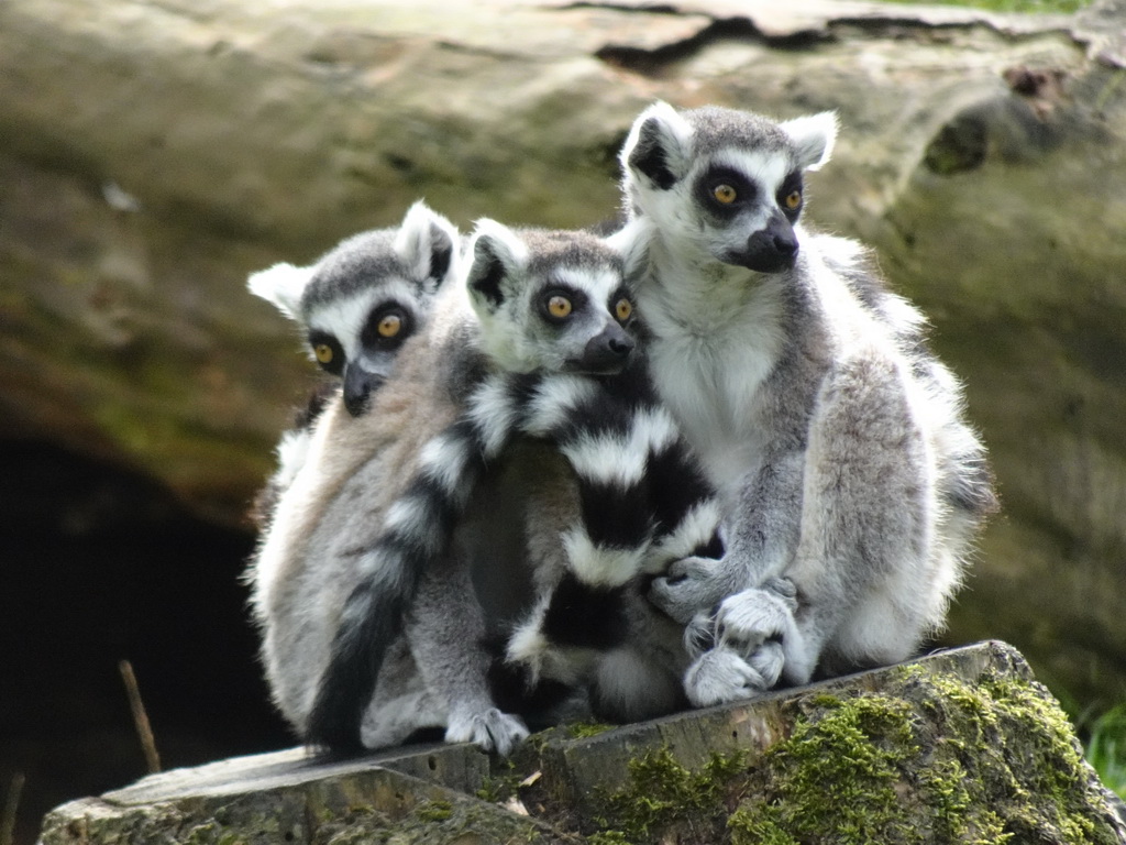 Ring-tailed Lemurs at the DierenPark Amersfoort zoo, viewed from the cycle boat on the Expedition River