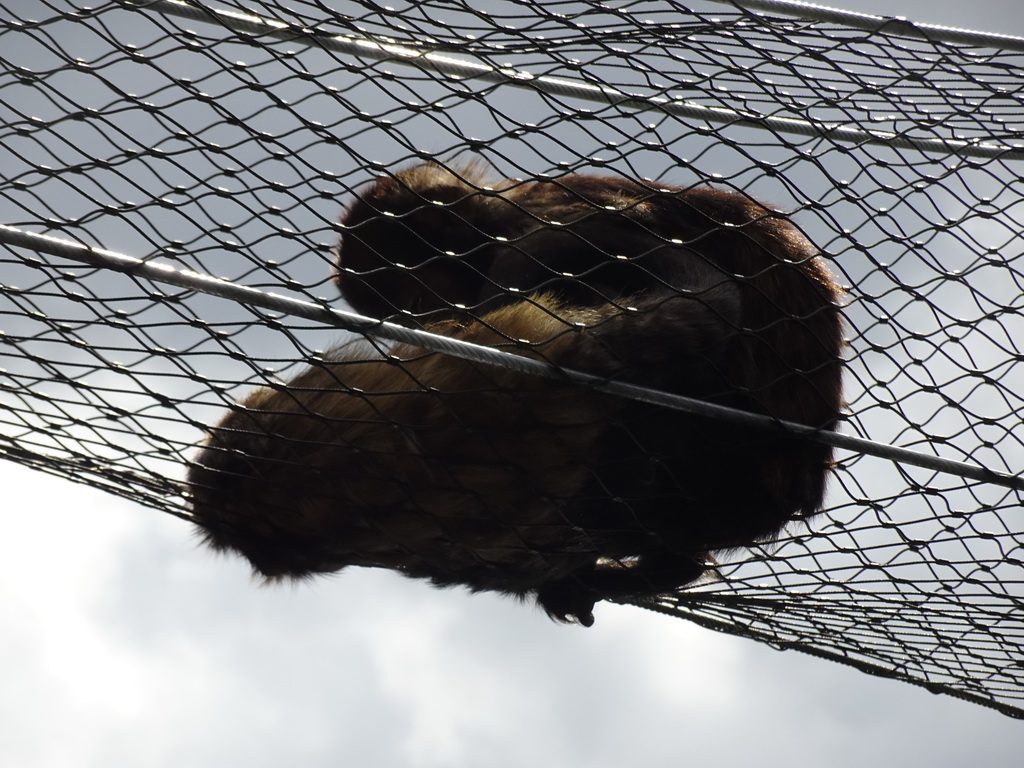 Golden-bellied Capuchins at the DierenPark Amersfoort zoo, viewed from the cycle boat on the Expedition River