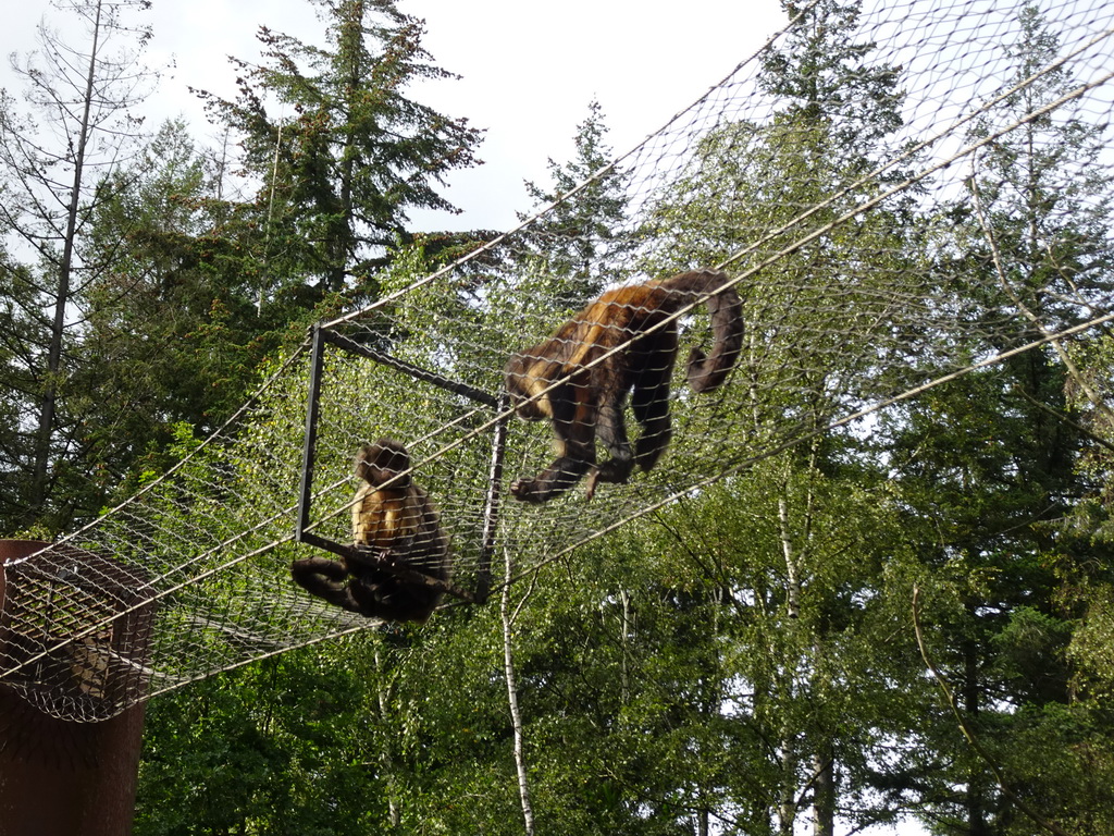 Golden-bellied Capuchins at the DierenPark Amersfoort zoo, viewed from the cycle boat on the Expedition River