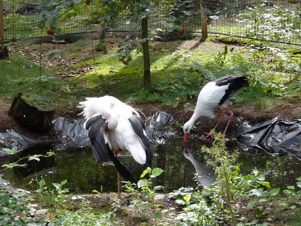 White Storks at the Ooievaart attraction at the DierenPark Amersfoort zoo