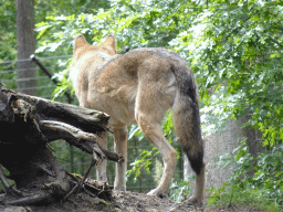 Wolf at the DierenPark Amersfoort zoo