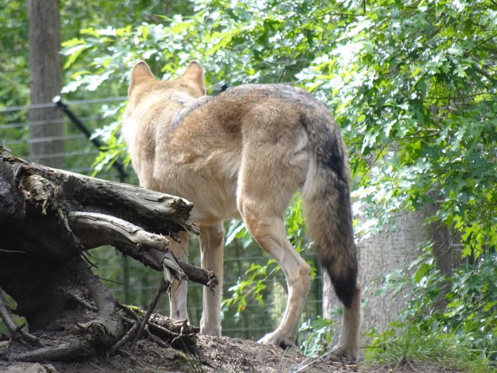 Wolf at the DierenPark Amersfoort zoo