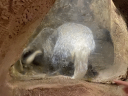 Badger at the Burcht enclosure at the DierenPark Amersfoort zoo