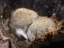 Garden Dormice at the Burcht enclosure at the DierenPark Amersfoort zoo