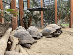 Aldabra Giant Tortoises at the Turtle Building at the DinoPark at the DierenPark Amersfoort zoo