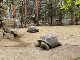 Aldabra Giant Tortoises at the Turtle Building at the DinoPark at the DierenPark Amersfoort zoo