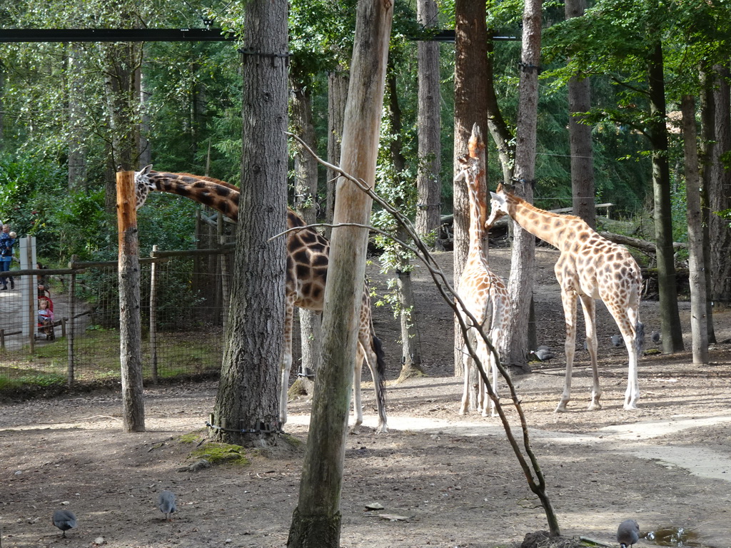 Giraffes and Helmeted Guineafowls at the DierenPark Amersfoort zoo