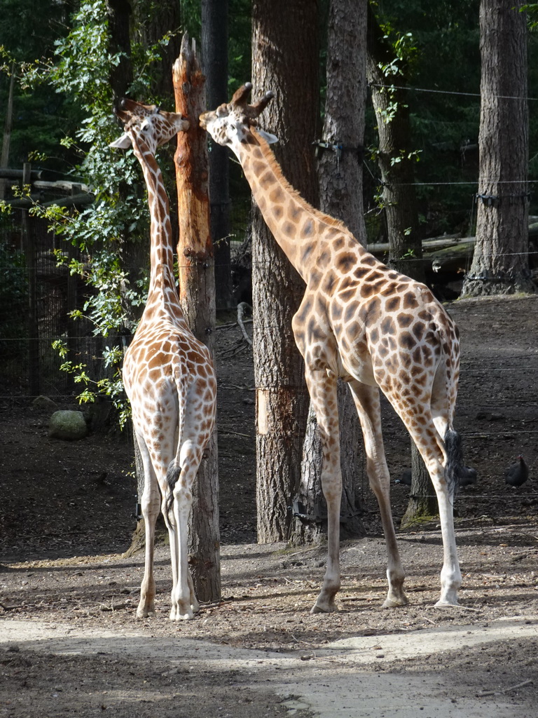 Giraffes and Helmeted Guineafowls at the DierenPark Amersfoort zoo