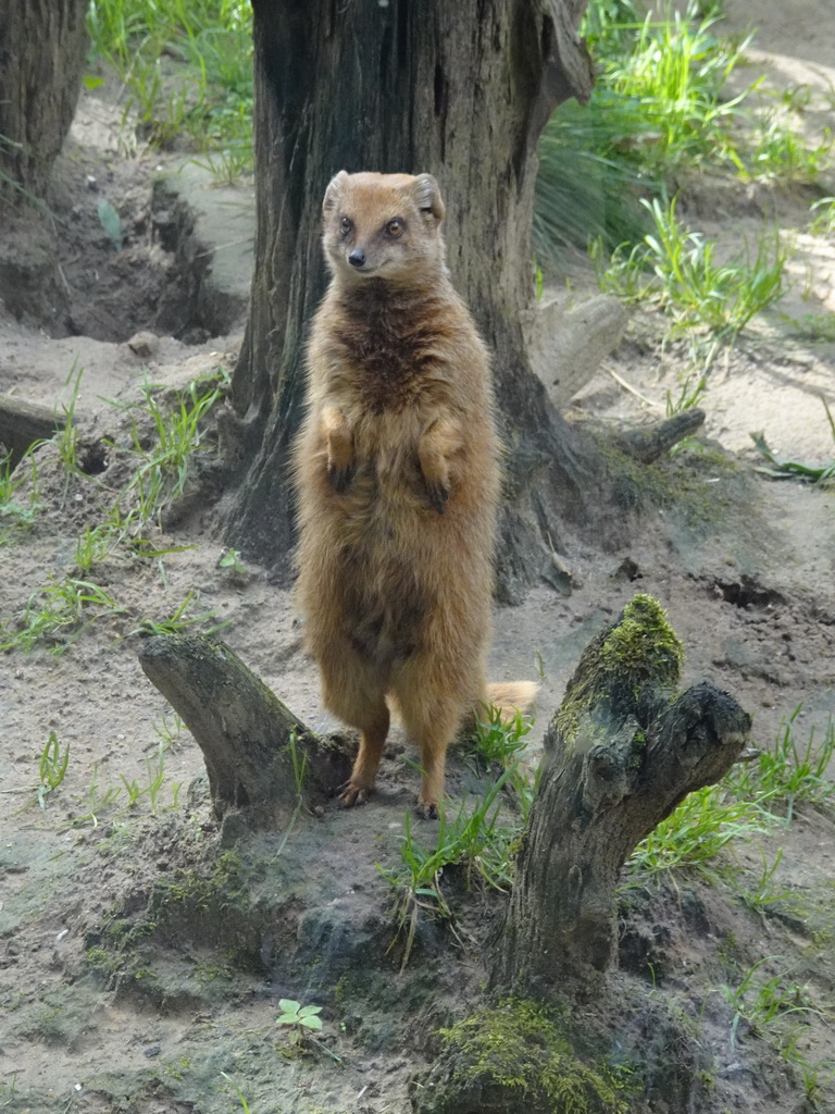 Yellow Mongoose at the DierenPark Amersfoort zoo