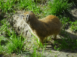 Yellow Mongoose at the DierenPark Amersfoort zoo