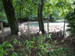 Chilean Flamingos at the DierenPark Amersfoort zoo