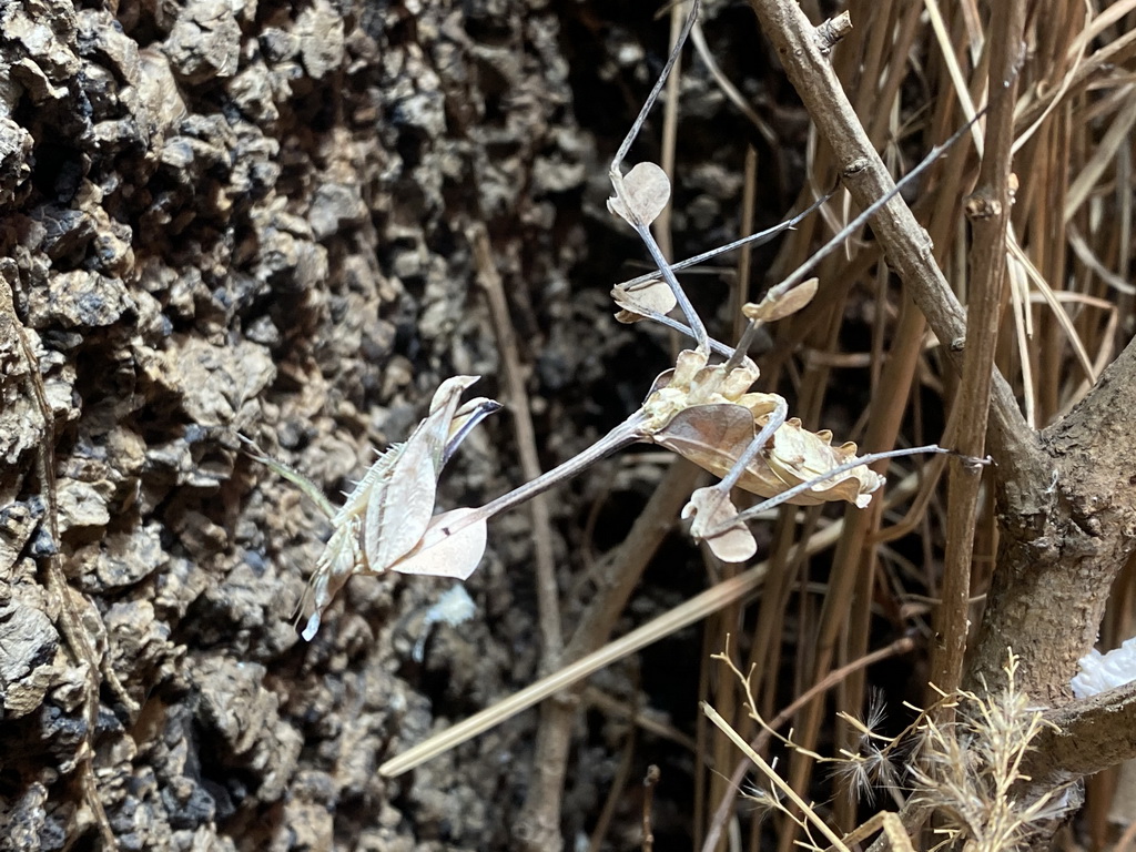 Wandering Violin Mantis at the Honderdduizend Dierenhuis building at the DierenPark Amersfoort zoo