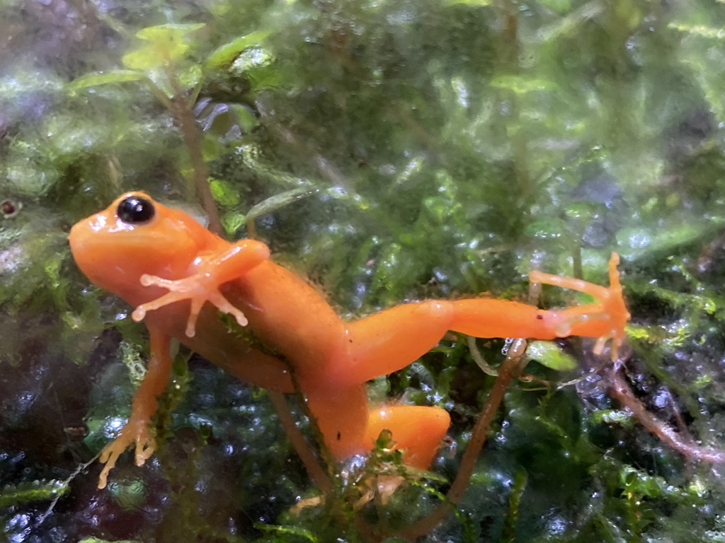 Golden Mantella at the Honderdduizend Dierenhuis building at the DierenPark Amersfoort zoo