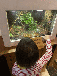 Max with Leafcutter Ants at the Honderdduizend Dierenhuis building at the DierenPark Amersfoort zoo, with explanation