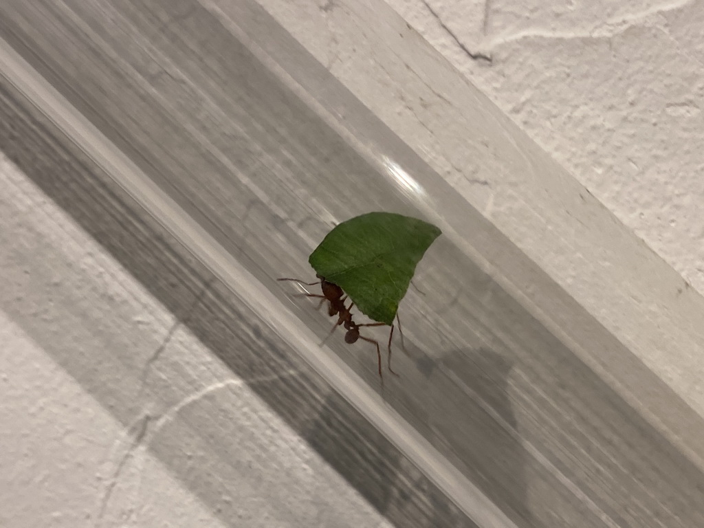 Leafcutter Ant carrying a leaf at the Honderdduizend Dierenhuis building at the DierenPark Amersfoort zoo, with explanation