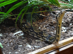 Boa Constrictor snake at the Honderdduizend Dierenhuis building at the DierenPark Amersfoort zoo