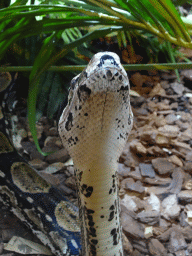 Head of a Boa Constrictor snake at the Honderdduizend Dierenhuis building at the DierenPark Amersfoort zoo