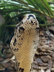 Head of a Boa Constrictor snake at the Honderdduizend Dierenhuis building at the DierenPark Amersfoort zoo