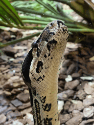 Head of a Boa Constrictor snake at the Honderdduizend Dierenhuis building at the DierenPark Amersfoort zoo