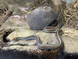 San Francisco Garter Snake at the Honderdduizend Dierenhuis building at the DierenPark Amersfoort zoo